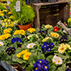 Plantes